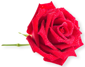 Rose Flower